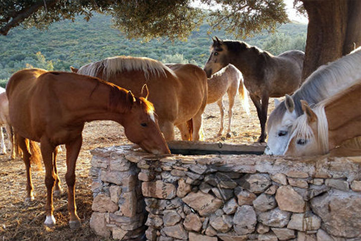 Horse Interaction - Odyssey Eco Farm Glamping