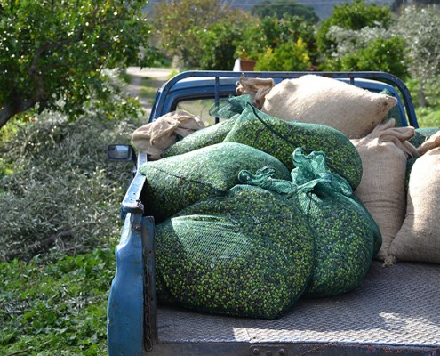 Odyssey Olive Picking Experience - Odyssey Eco Farm Glamping